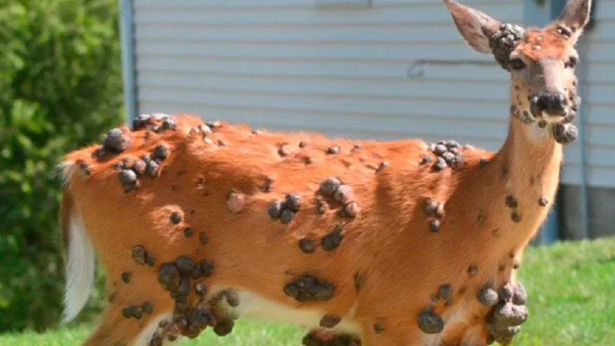 Las fotografías se han viralizado, generando preocupación y hasta teorías. / RS