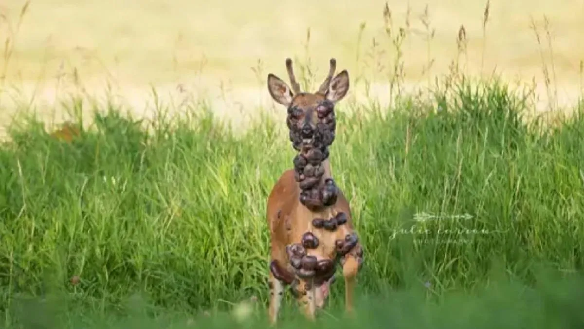 El contagio parece estar relacionado con el contacto con vegetación contaminada. / RS