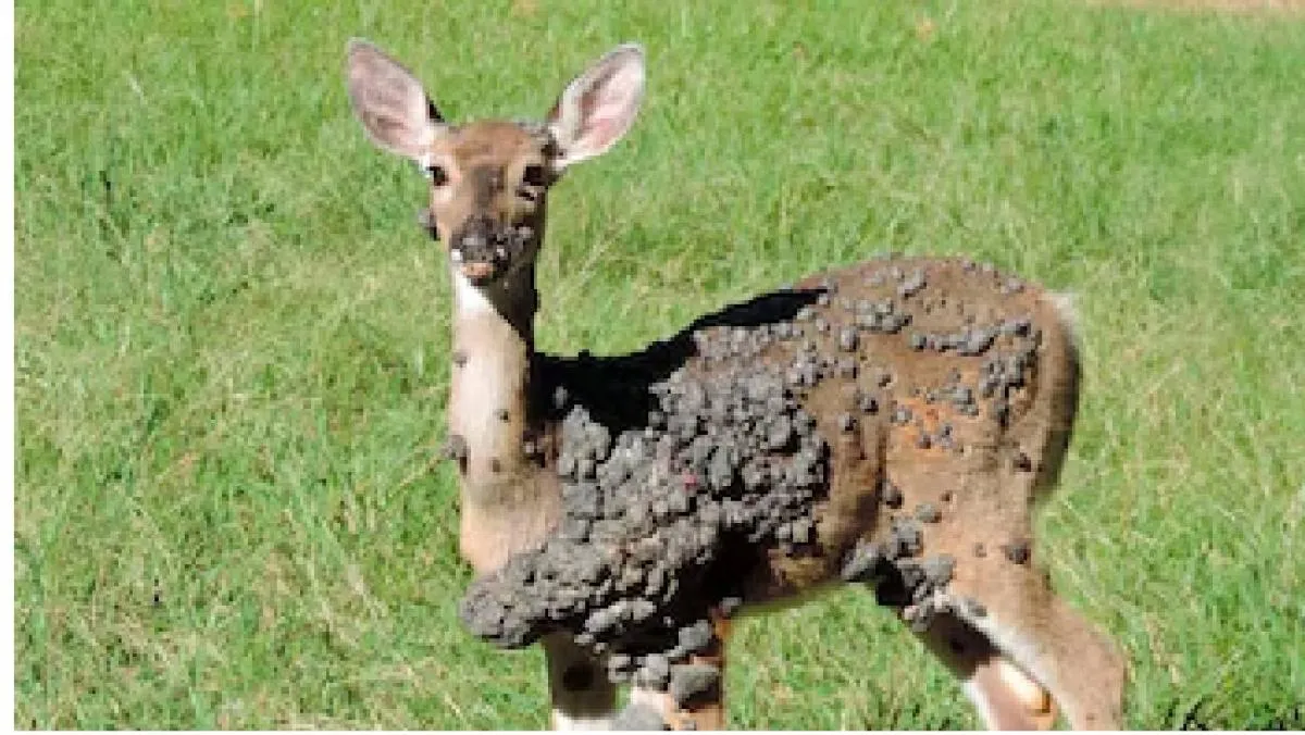 No obstante, recomiendan a cazadores y consumidores ser prudentes y revisar a detalle cada pieza./Mississippi State University