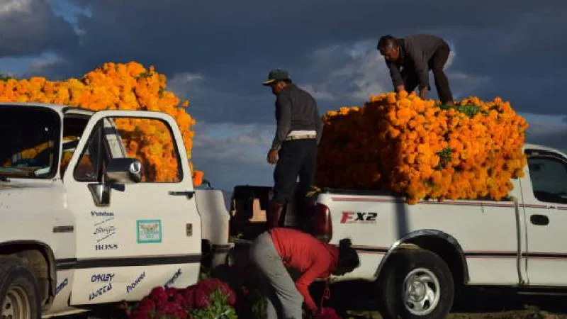 Es una flor versátil que, más allá de su simbolismo, representa una parte viva del patrimonio natural de México./ Pixabay