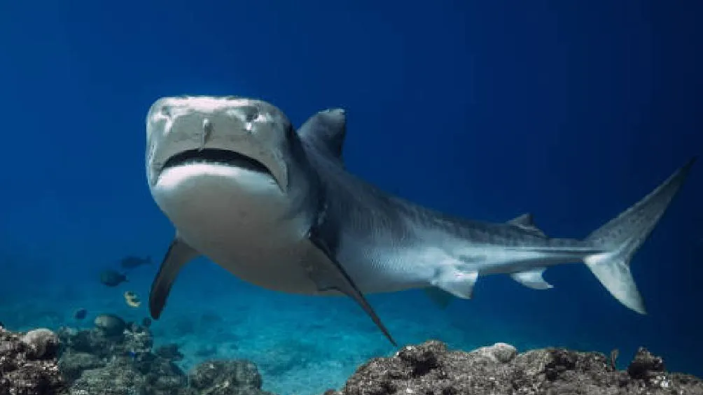 El tiburón tigre (Galeocerdo cuvier) es una especie que habita en aguas cálidas. / Pixabay