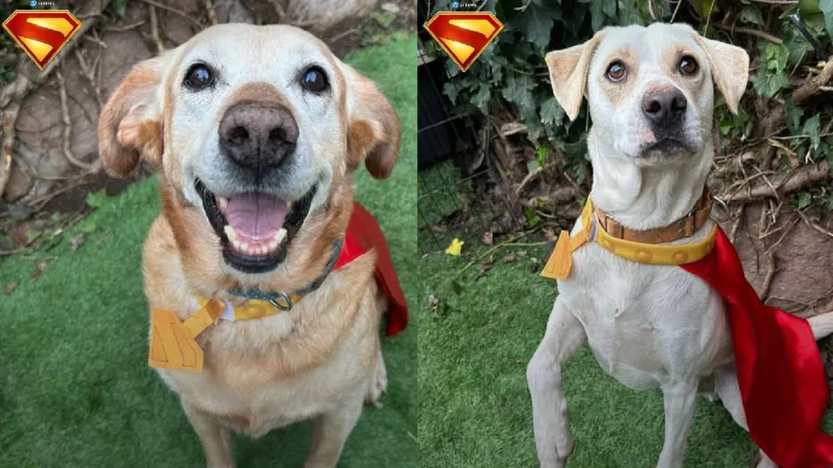 Previo al estreno, Warner Bros. y la organización Best Friends Animal Society realizaron una campaña del 1 al 10 de julio en EE. UU. / RS