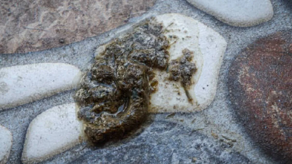 La recomendación principal es evitar sumergirse en las playas mencionadas. / Pixabay