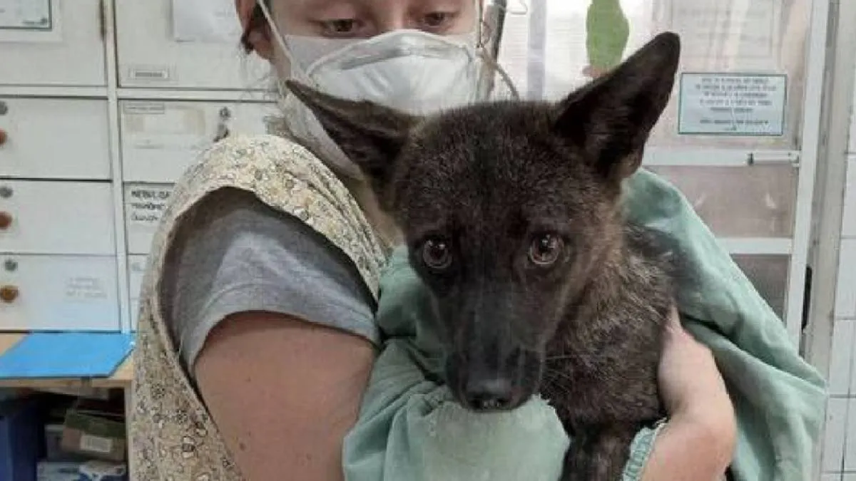 Los investigadores destacaron la singularidad del caso, ya que representa la primera evidencia documentada de hibridación. / X