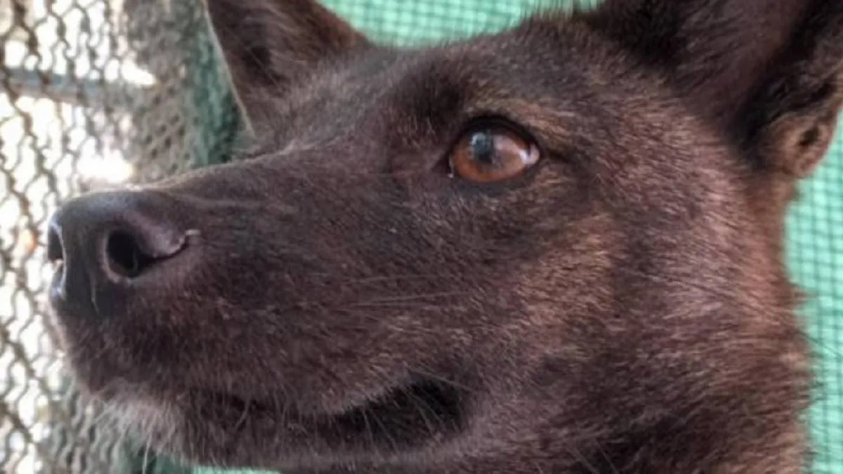 Además, pruebas de ADN mitocondrial confirmaron que su madre era un zorro silvestre, mientras que el padre fue un perro. / RS