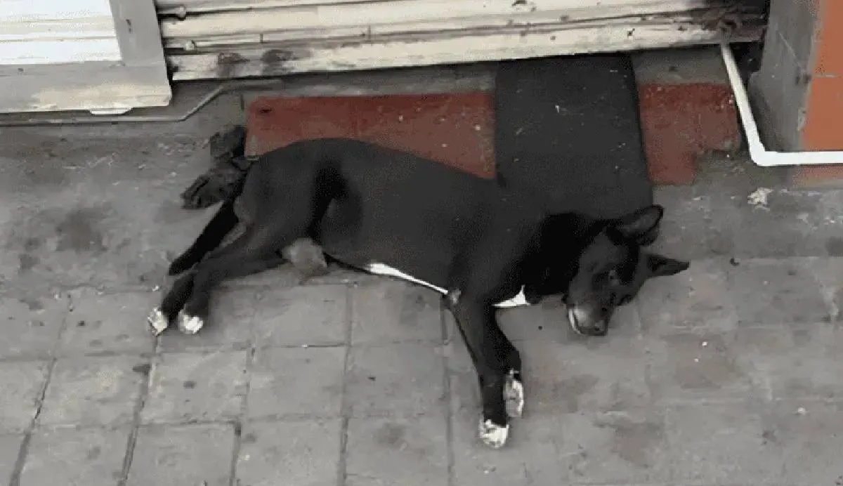 El perrito permaneció varios días en el sitio donde su dueño fue asesinado / RS