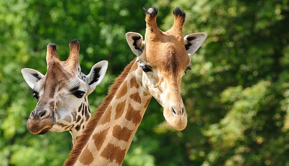 Talleres gratuitos de verano en Chapultepec para niñas y niños | iStock