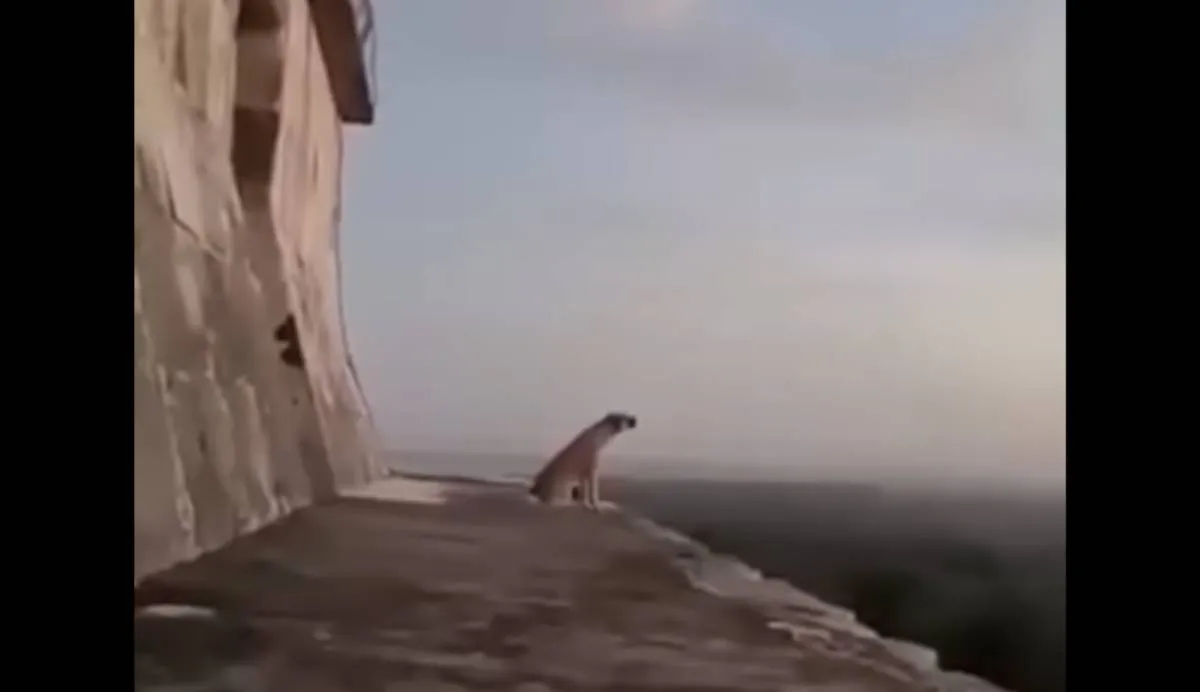 La escena generó respuestas emotivas y místicas / Captura de pantalla