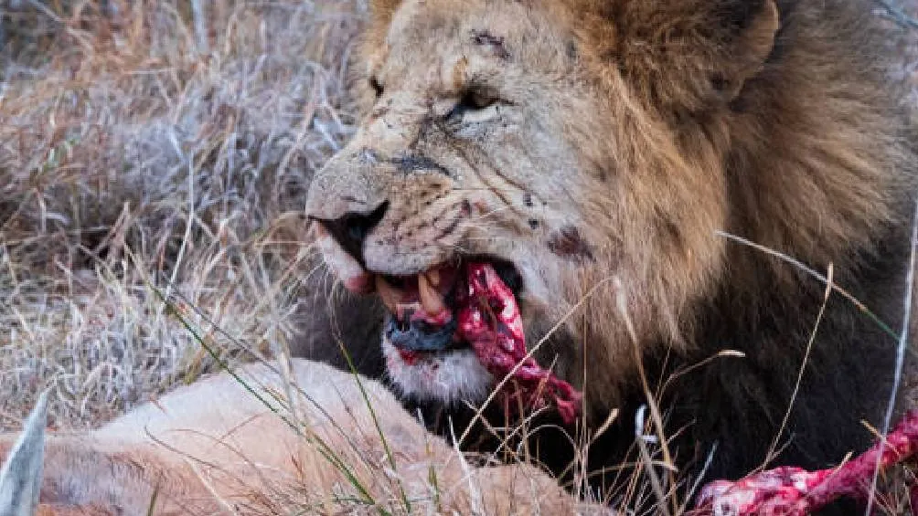 El llamado del Zoológico de Aalborg refleja la tensión entre la visión de sostenibilidad y bienestar animal. / Pixabay