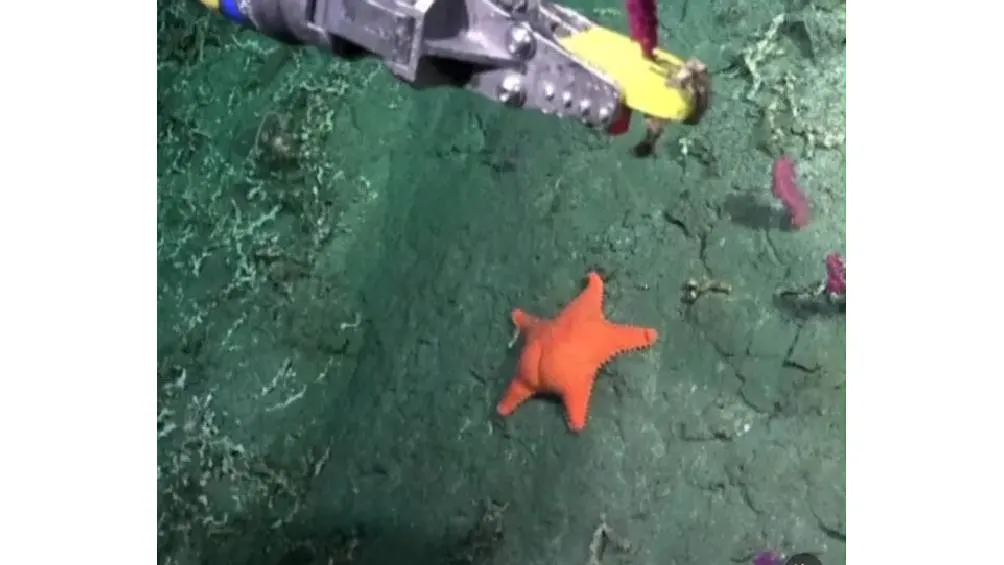 De acuerdo con los especialistas de la expedición, la estrella pertenece al género Hippasteria./ Captura de pantalla