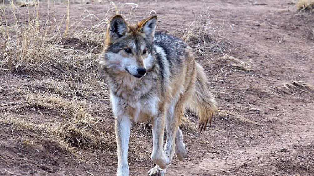 Actualmente, en México existen alrededor de 35 lobos en libertad, principalmente en Chihuahua, y más de 115 bajo cuidado humano./ Pixabay