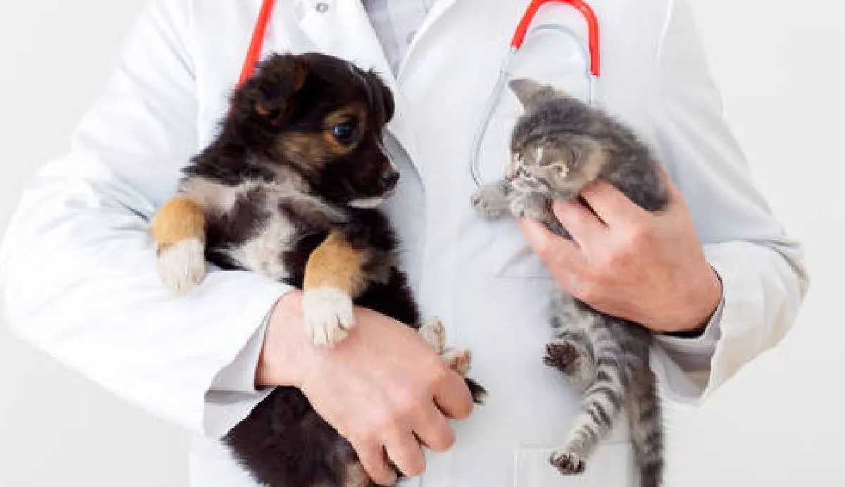 La campaña de esterilización de la UPAEP es una excelente iniciativa de bienestar animal y solidaridad social / iStock