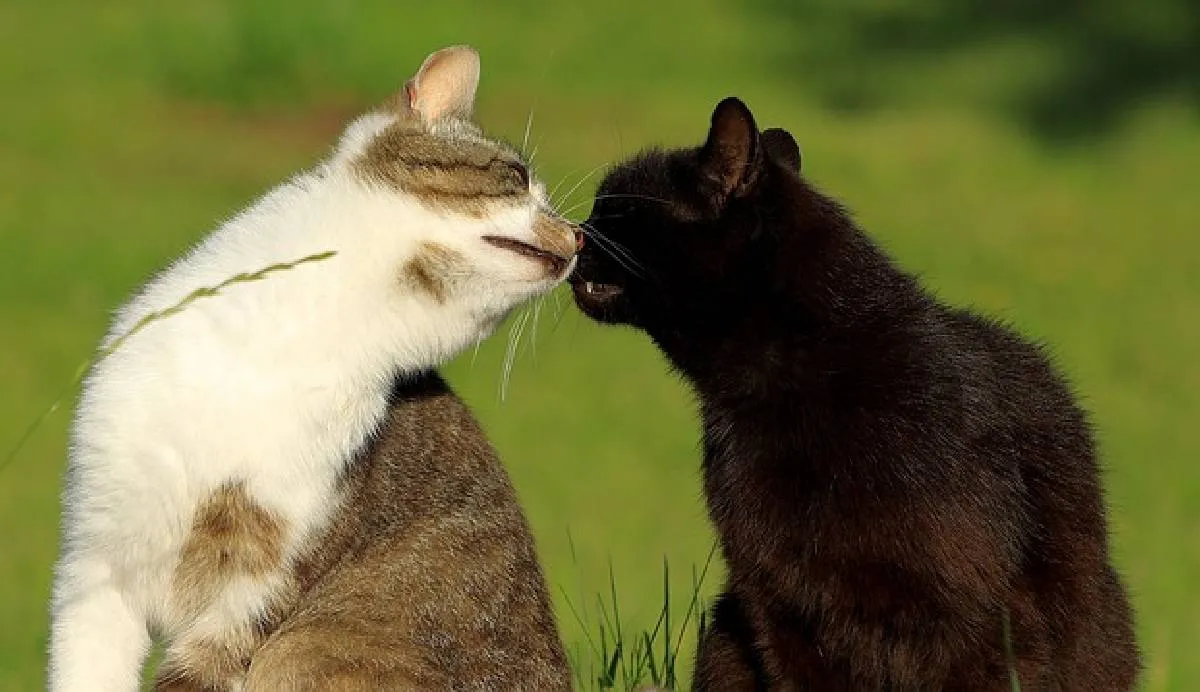 Este 8 de agosto celebramos el Día Internacional del Gato | Pixabay