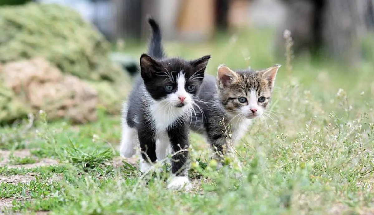 El objetivo de fomentar el cuidado responsable, la protección y el bienestar de los gatos | Pixabay