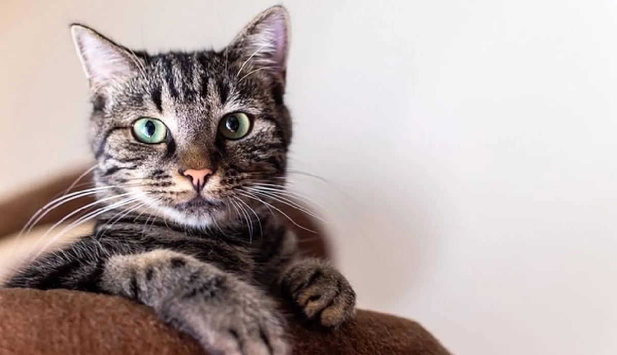 El Día Internacional del Gato, es una fecha establecida por el Fondo Internacional para el Bienestar Animal | Pixabay