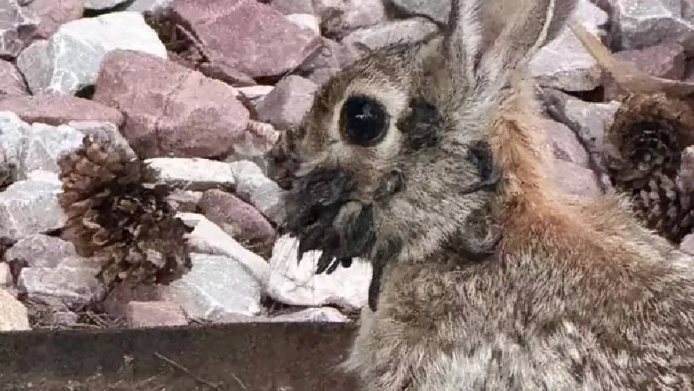 La causa es el virus del papiloma de Shope, una enfermedad viral que provoca tumores cutáneos. / X