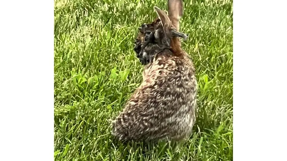 El CPW indicó que no existe tratamiento para este padecimiento. / X