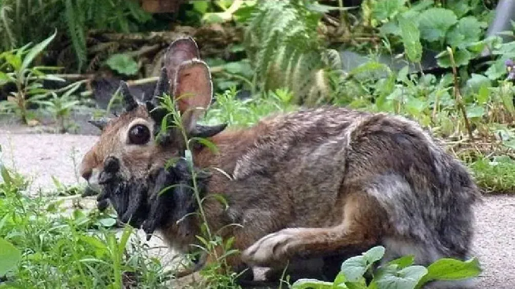 El virus, identificado en 1933 por el virólogo Richard E. Shope. / X