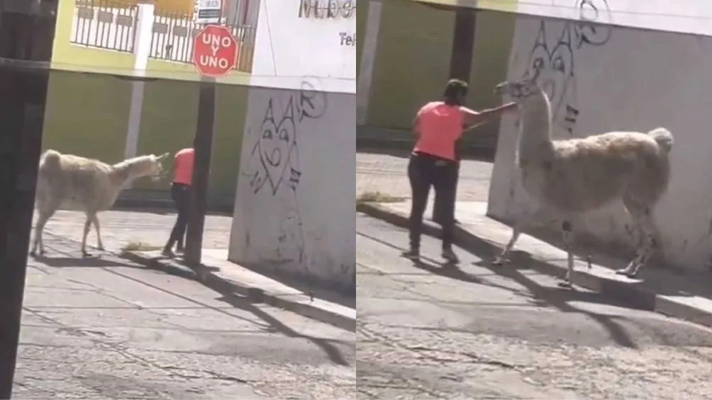 El video, de aproximadamente 14 segundos, muestra a la mujer caminando con el animal atado con correa y collar. / Captura de pantalla