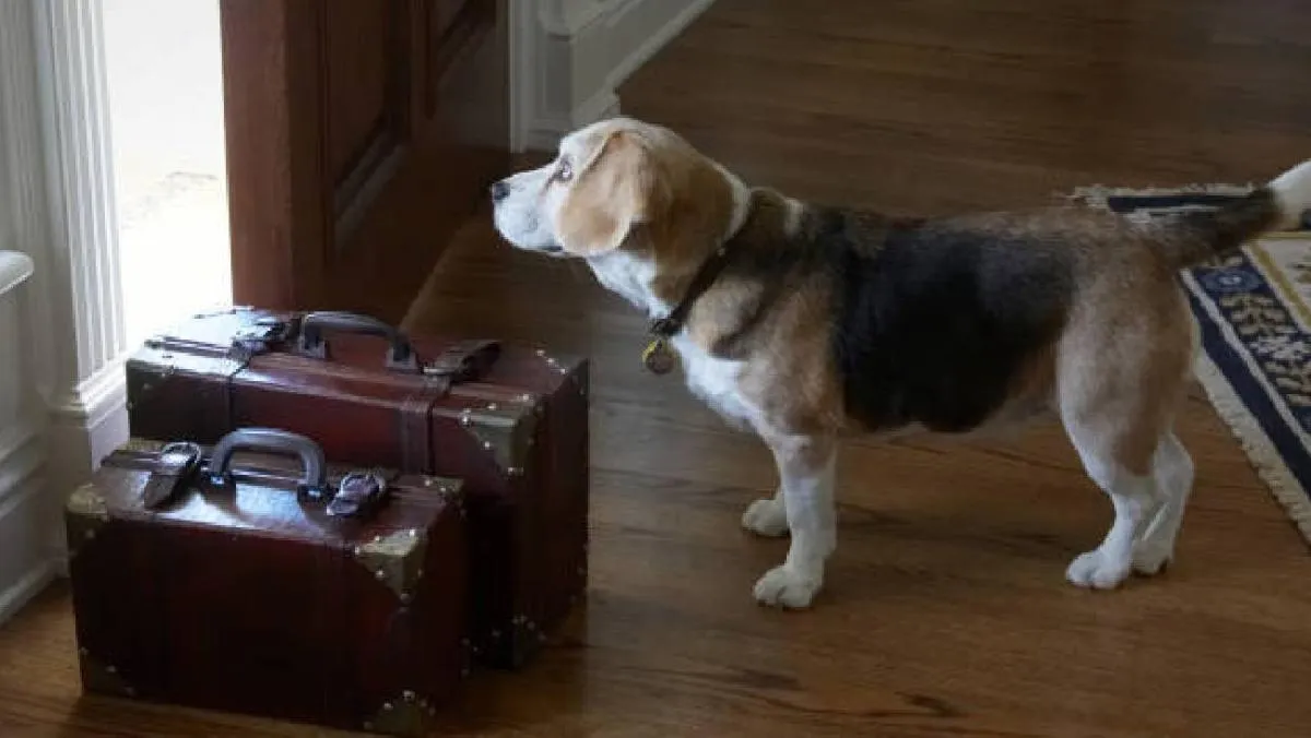 En caso de que no exista acuerdo entre las partes, será un juez quien determine la custodia ya sea compartida o exclusiva. / Pixabay