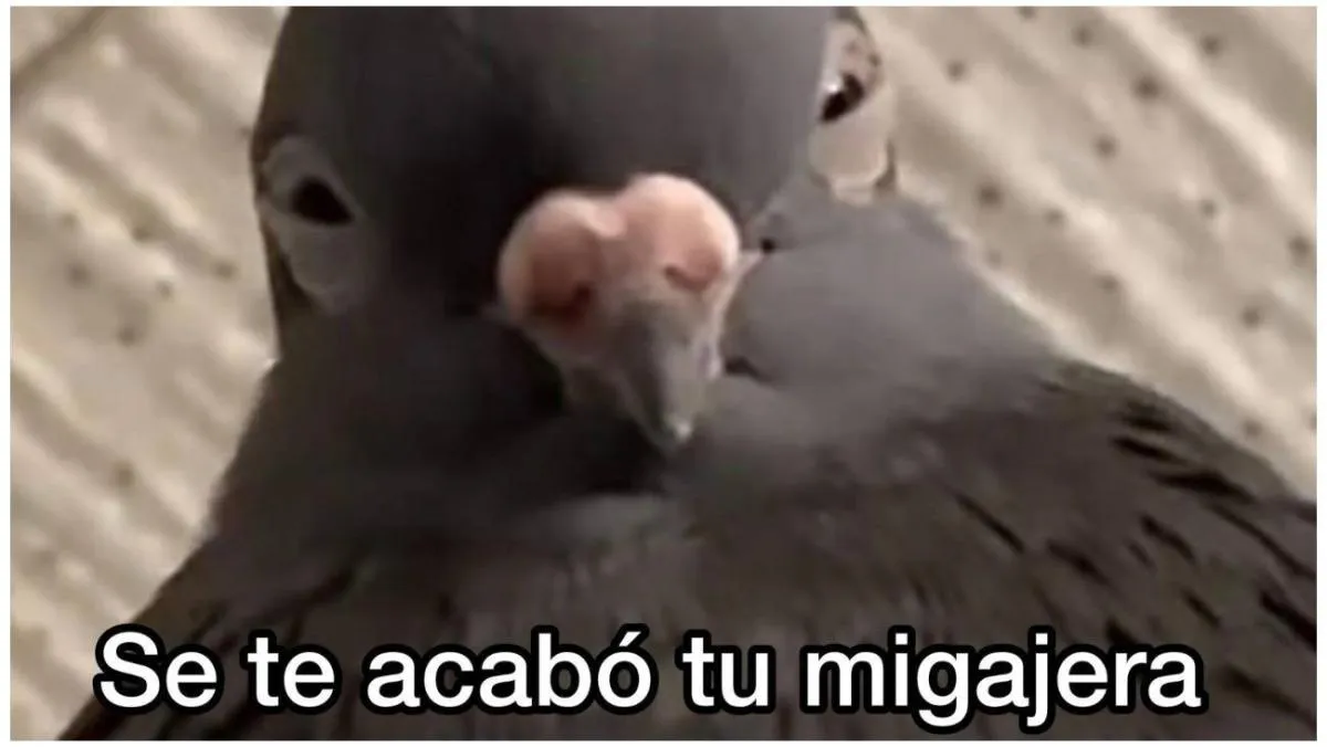 Como era de esperarse genero una ola de memes. / RS