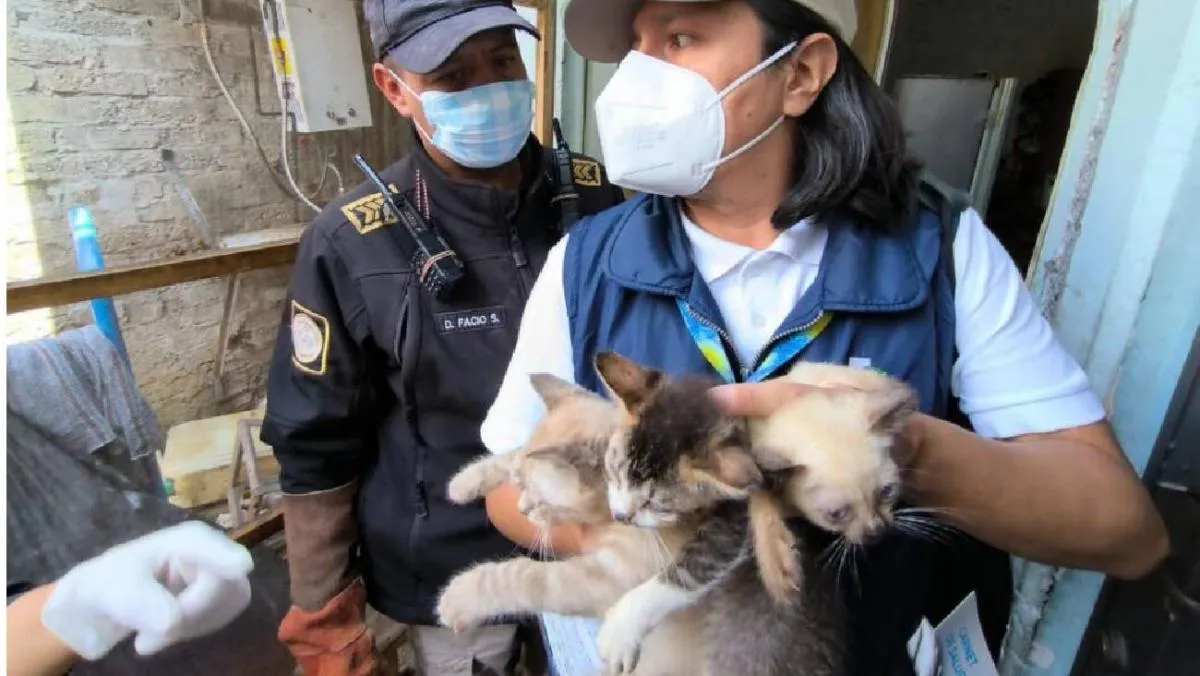 El objetivo es que, una vez recuperados, puedan ser entregados en adopción responsable. / BVA