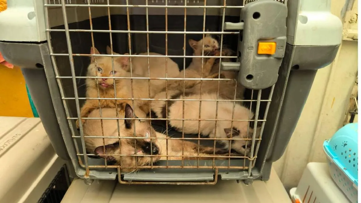 En un impactante operativo, autoridades capitalinas rescataron a 65 gatitos que vivían en condiciones de maltrato severo. / BVA