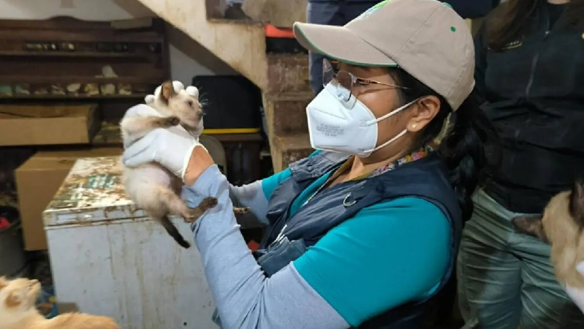El hallazgo pone de relieve la gravedad de los casos de hacinamiento y maltrato animal en espacios domésticos. / BVA
