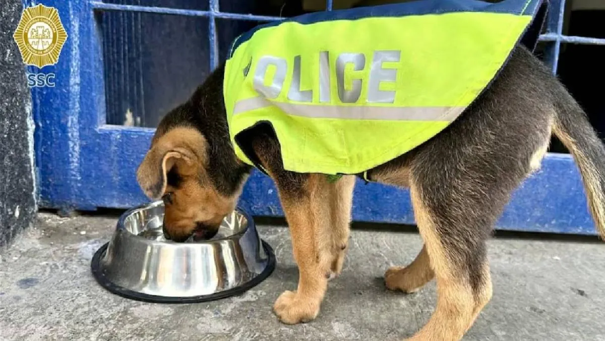 Con esta acción, la SSC reiteró su compromiso con el respeto a la vida y la protección de todos los seres vivos. / SSC