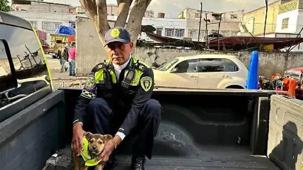 El perrito, de aproximadamente dos meses de edad y ahora llamado Aquiles. / SSC