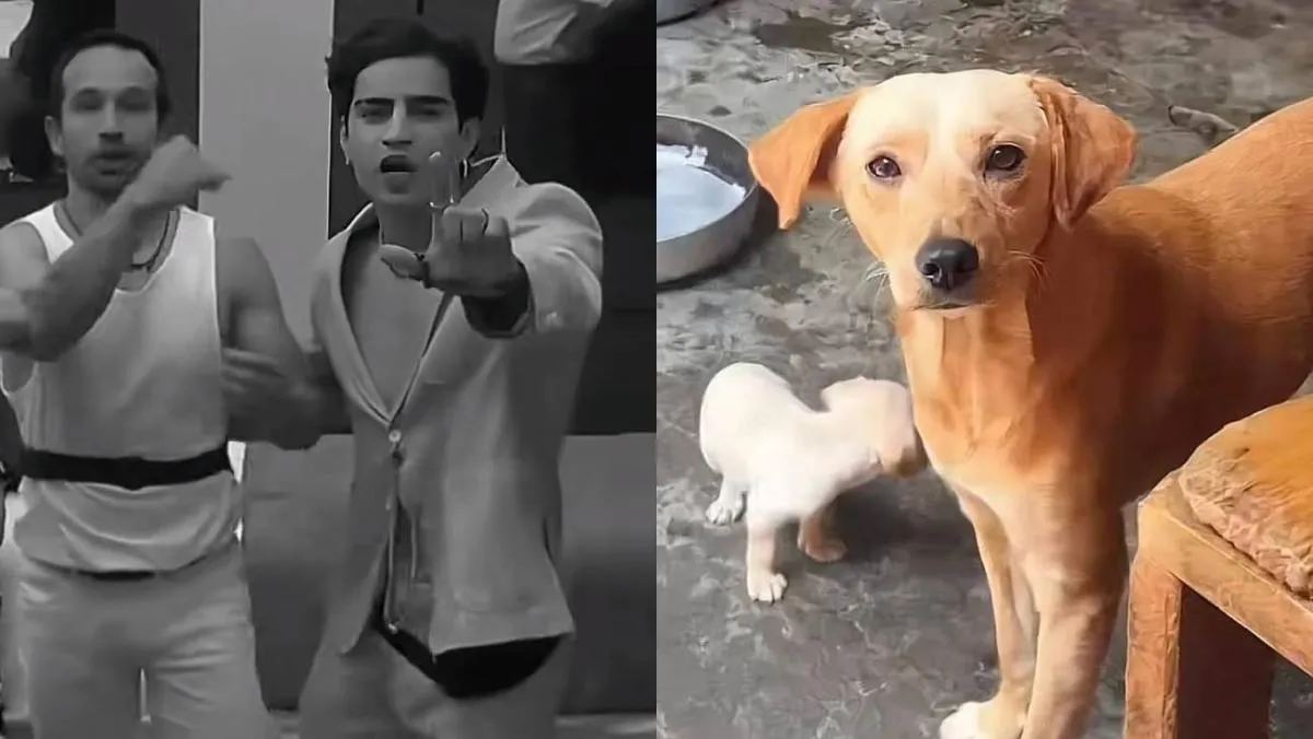 El Albergue Pergatuzoo resaltó que gracias a los donativos, muchos de sus animales pudieron tener “pancitas llenas”|FB