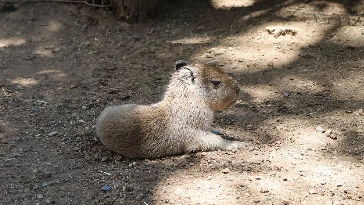 El nacimiento se dio de forma natural y en condiciones saludables|FB: Bioparque Estrella Monterey