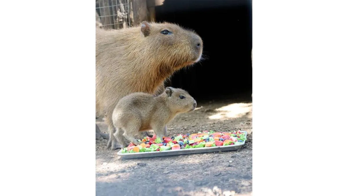 El parque invitó a sus visitantes a conocer al tierno recién nacido en sus instalaciones | FB: Bioparque Estrella Monterrey