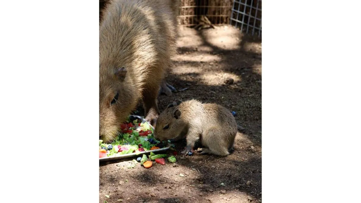 El capibara bebé ya es considerado la nueva estrella del parque| FB: Bioparque Estrella Monterrey