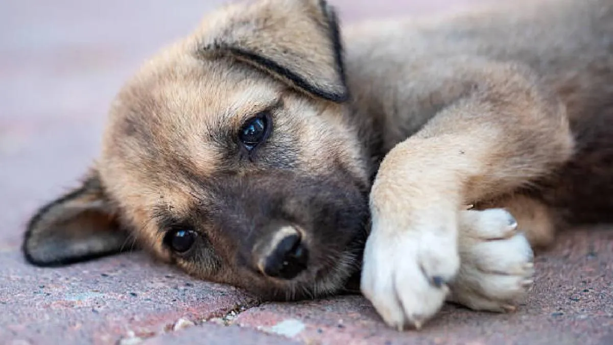 El abandono de perros es una problemática que va más allá de la pérdida de un hogar|iStock