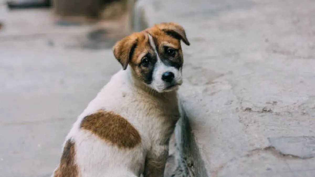 El abandono de perros es una problemática que va más allá de la pérdida de un hogar|iStock