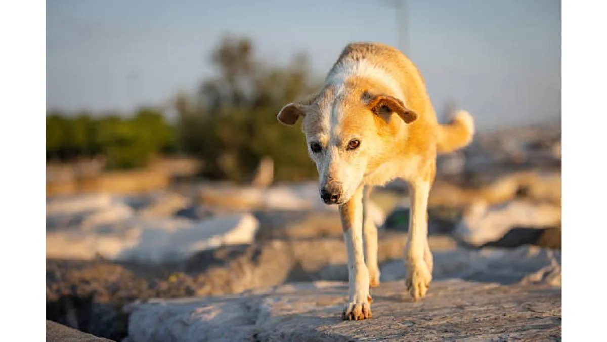 Recuerda que el abandono de animales es una responsabilidad humana|iStock