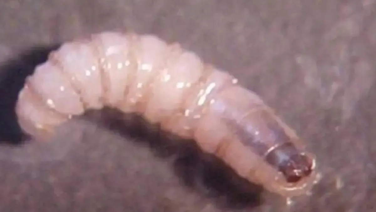 El “gusano barrenador” representa una seria amenaza para animales de sangre caliente y, de no controlarse, puede causar la muerte. / X