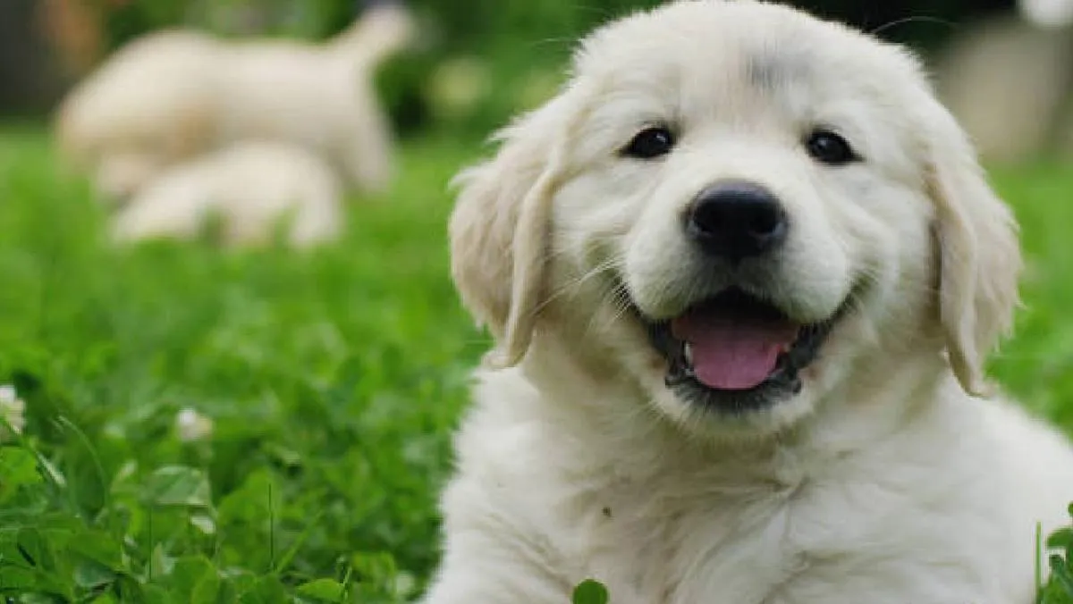 De esta manera, tanto el 26 de agosto como el 19 de julio en México se convierten en fechas clave para visibilizar la importancia de los perros. / Pixabay