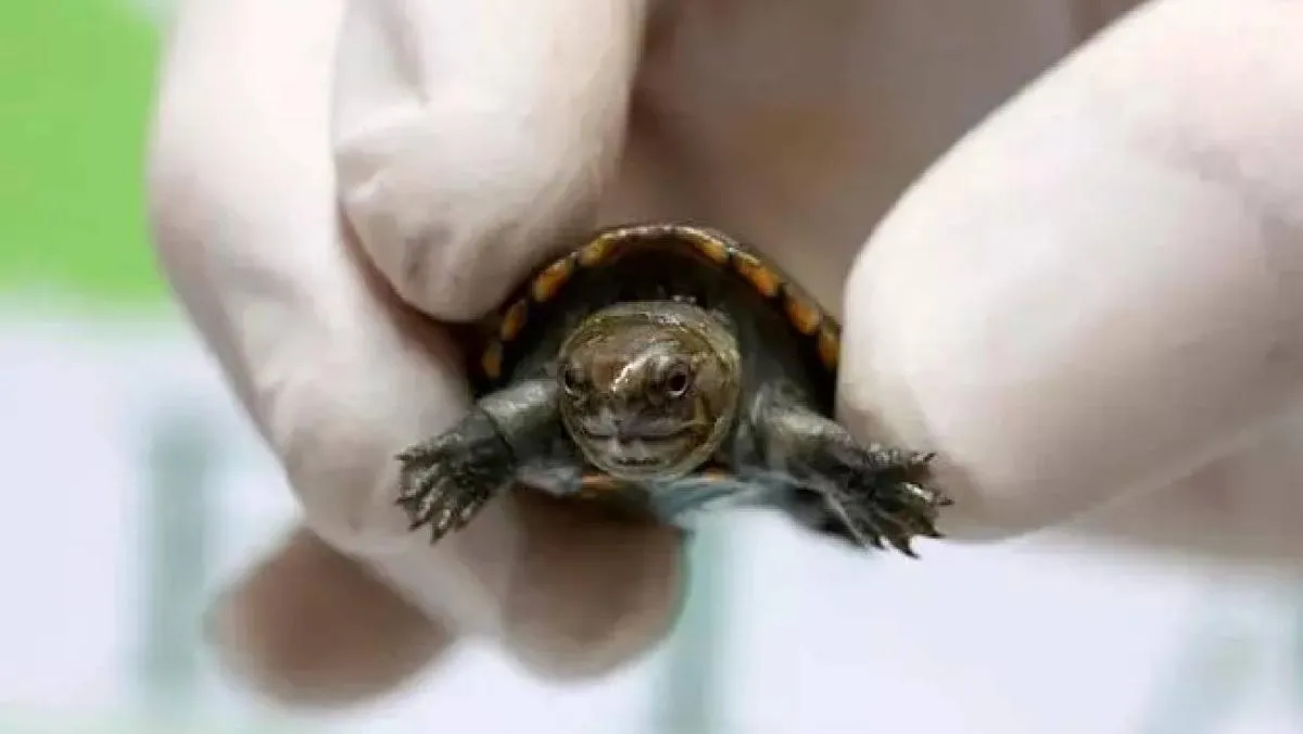 Este logro fue posible gracias al programa de reproducción iniciado en 2023. / RS