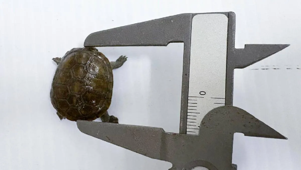 De acuerdo con especialistas del herpetario, la diminuta tortuga pesa apenas 2.8 gramos y mide menos de dos centímetros. / RS
