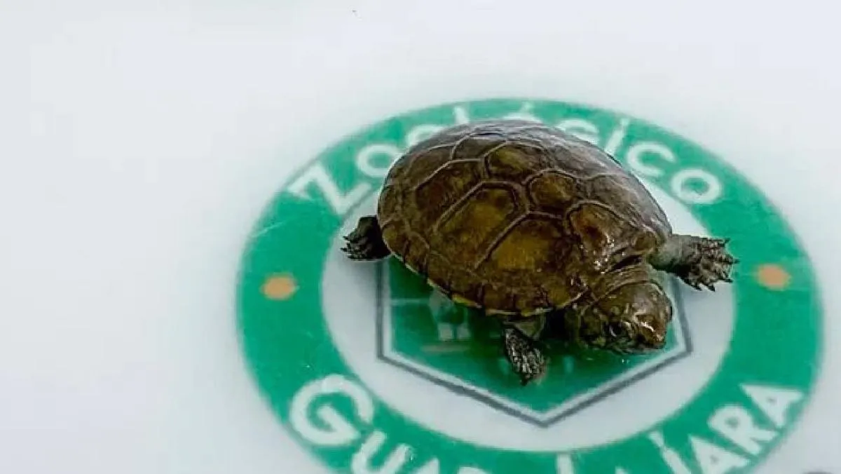 El jefe del herpetario, Ricardo Dávalos, calificó este acontecimiento como un hecho histórico para la investigación de reptiles en México. / RS