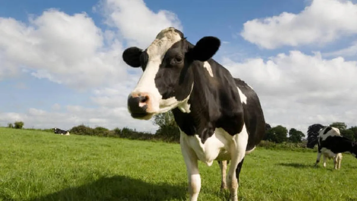 El hombre fue agredido por una vaca infectada/iStock