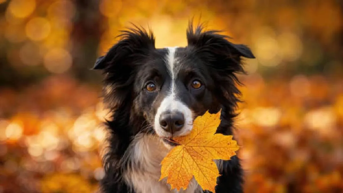 La cita con este fenómeno invita a observar el cielo y conectar con los cambios naturales. / Pixabay