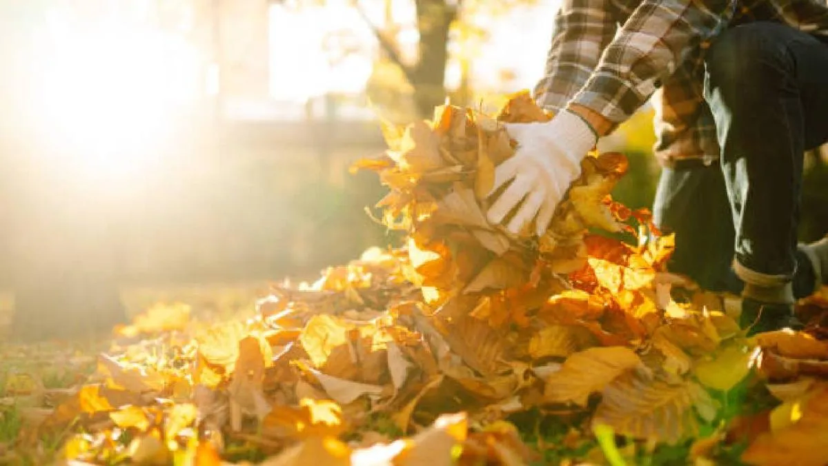 Las temperaturas comienzan a descender, los árboles pierden su follaje. / Pixabay