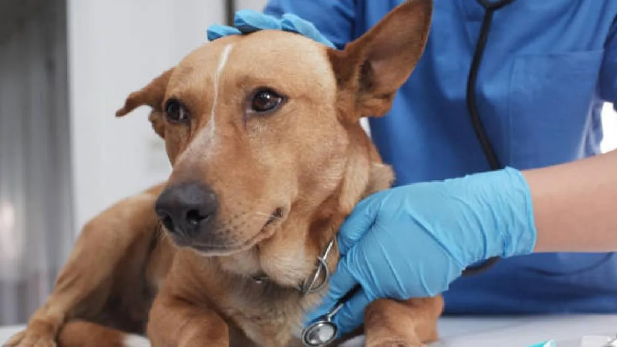 El Hospital Veterinario Arenal funcionará como un hospital completo/iStock
