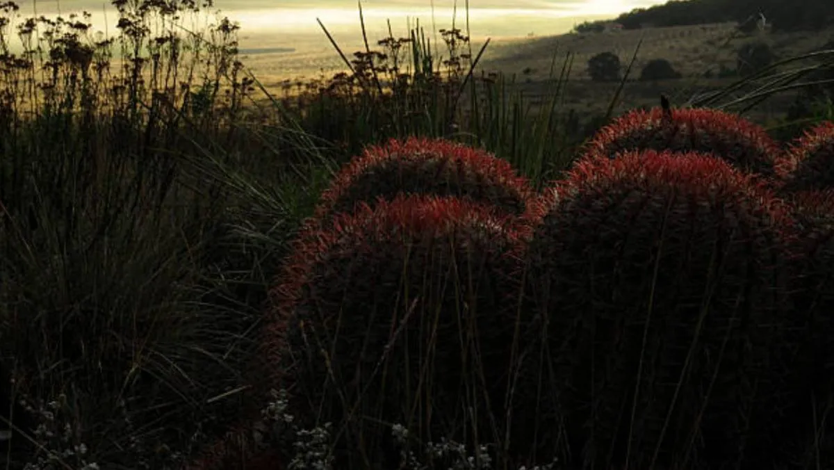 El acitrón es derivado de la biznaga/iStock