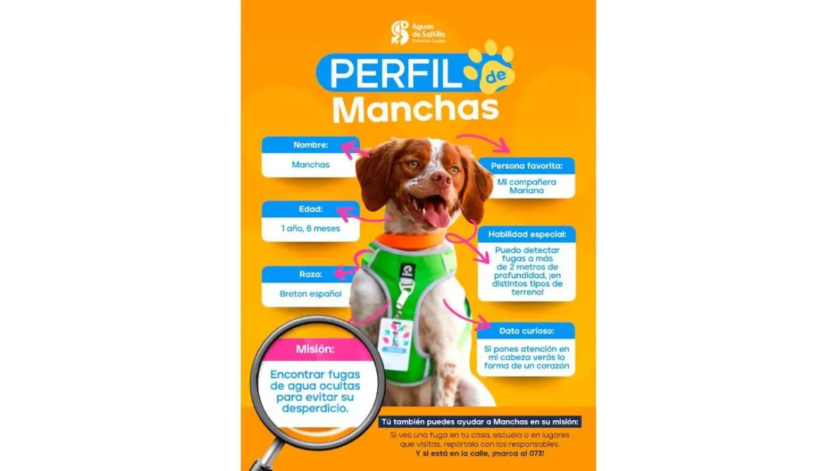 El impacto económico también es significativo: el entrenamiento y mantenimiento de “Manchas” tuvo un costo cercano a los 500,000 pesos. / Aguas Saltillo