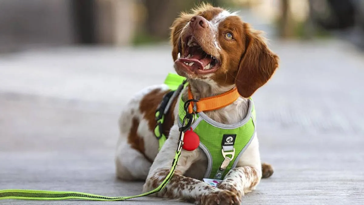 El caso de “Manchas” refleja la importancia de combinar innovación tecnológica y recursos naturales . / Aguas Saltillo