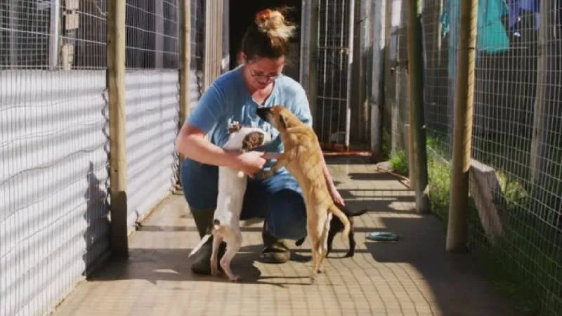 Adoptar un perro es un compromiso que requiere responsabilidad y dedicación./ Pixabay